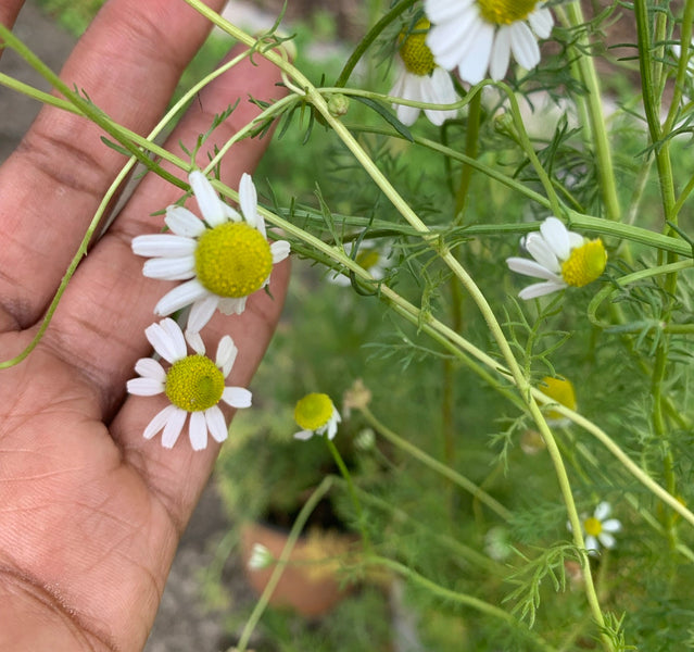 Chamomile