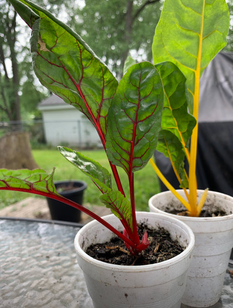 Growing Rainbow Swiss Chard: A Colorful, Nutritious Garden Star