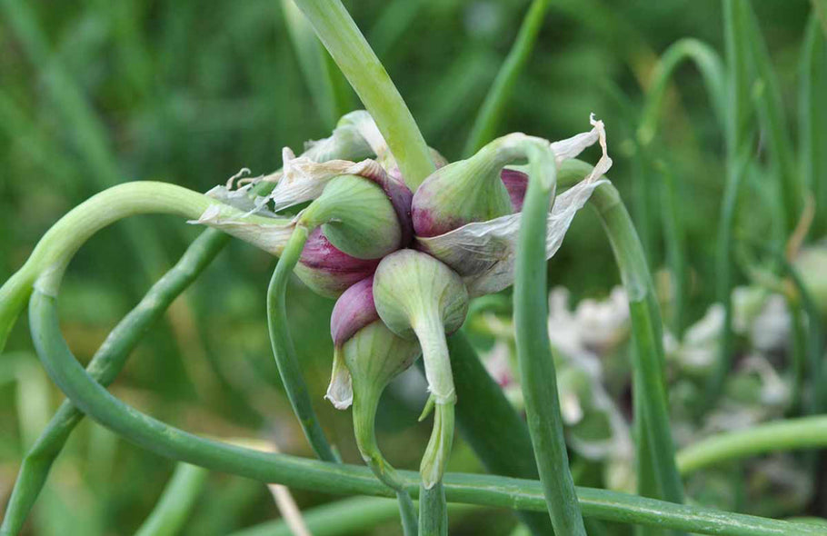 Egyptian Walking Onions
